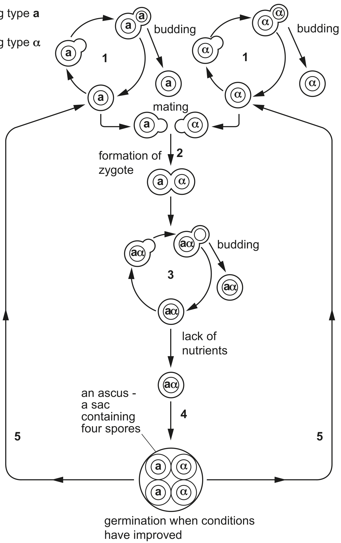 Fig. 2.1