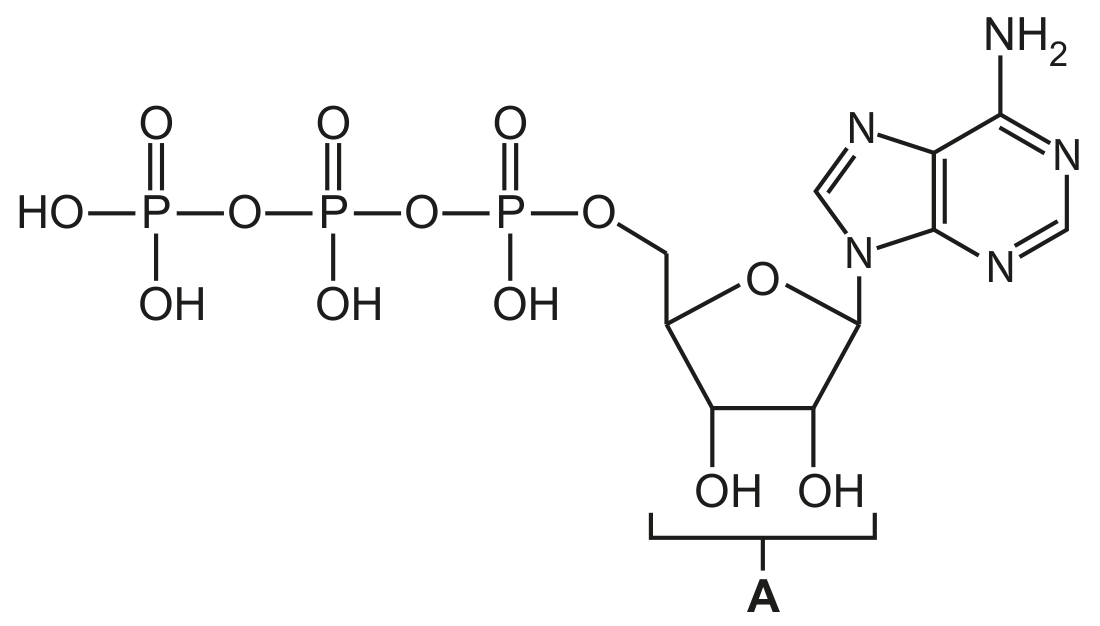 Fig. 4.1