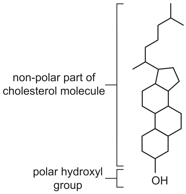 Fig. 1.2