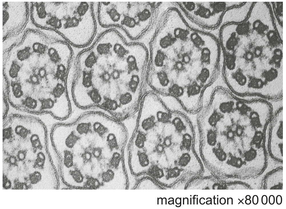 Fig. 4.2