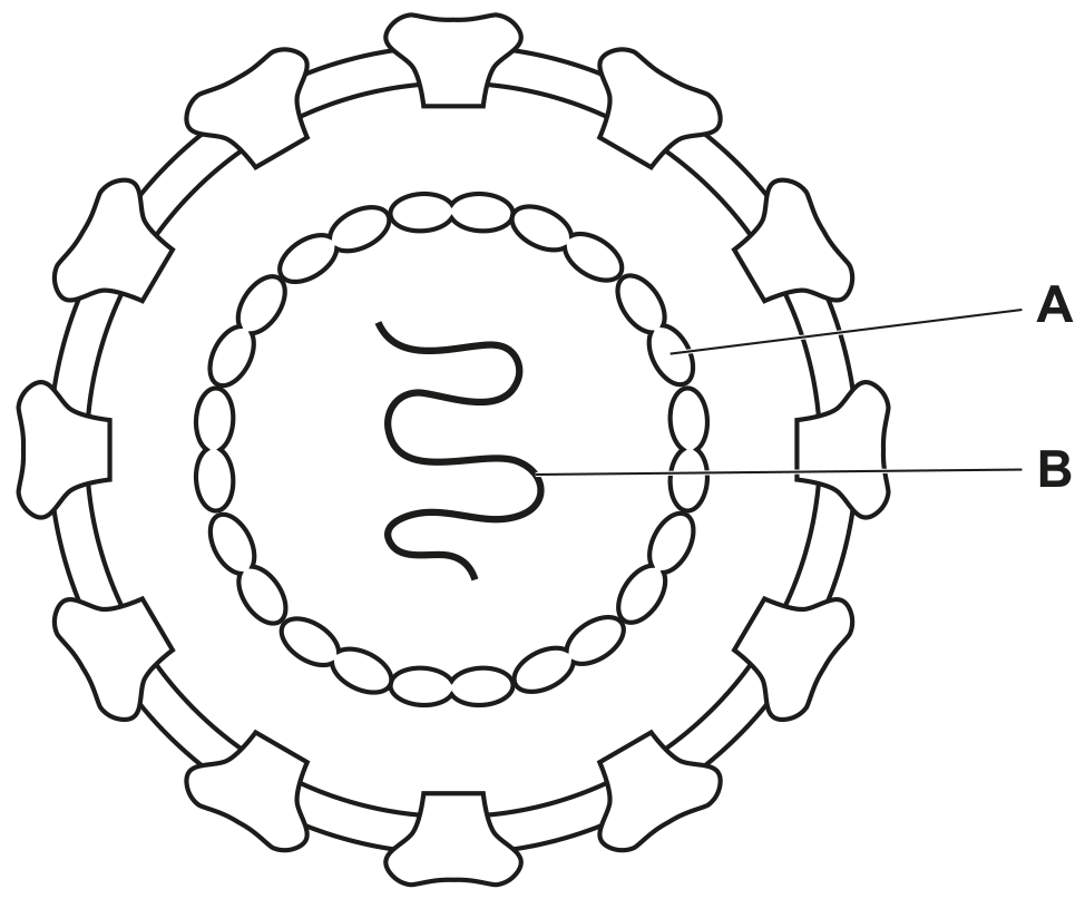 Fig. 1.1