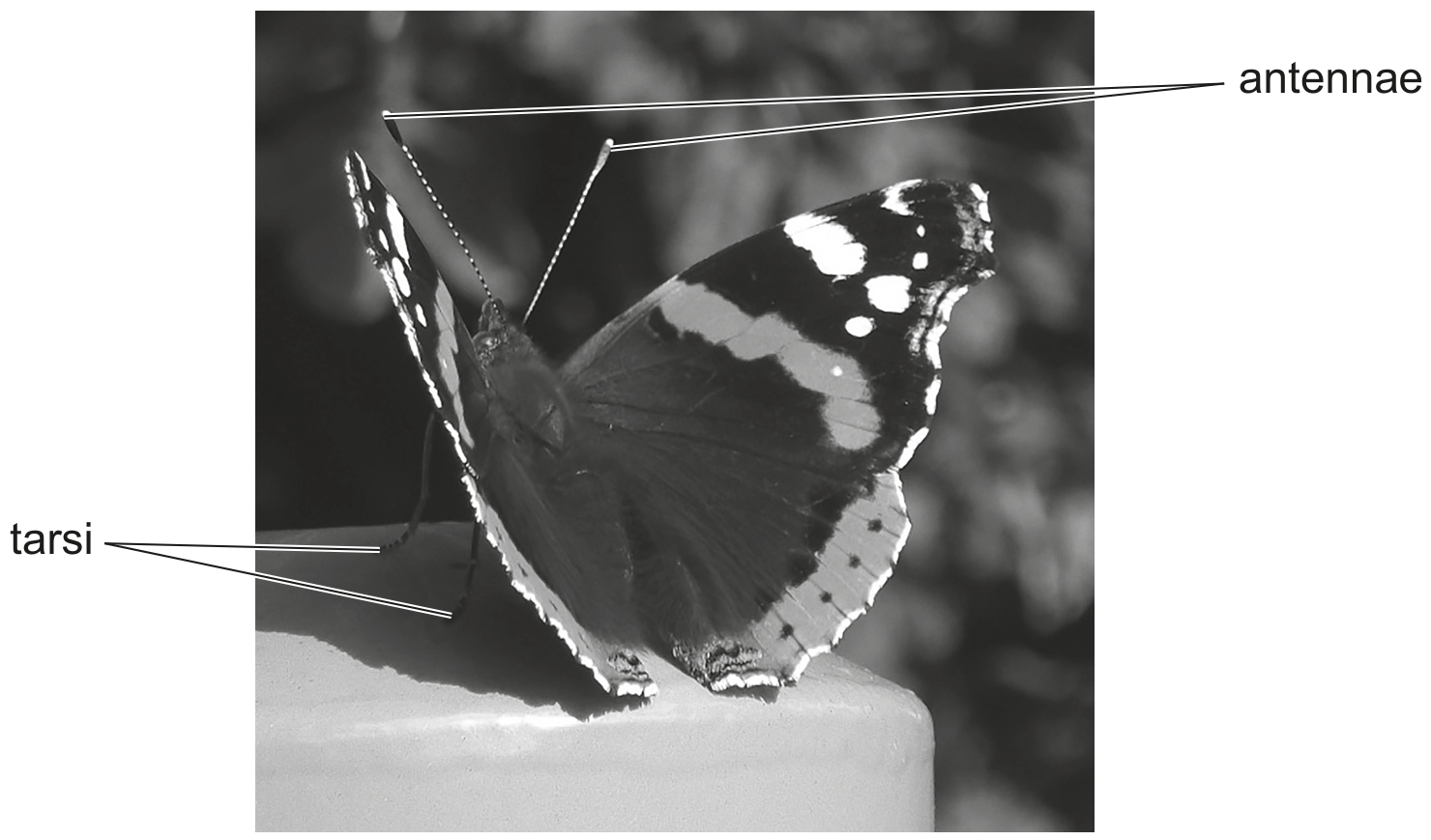 Fig. 10.1