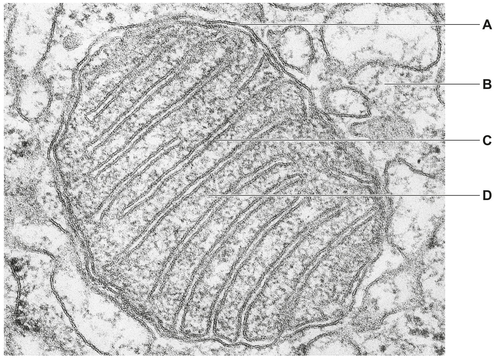 Fig. 1.1