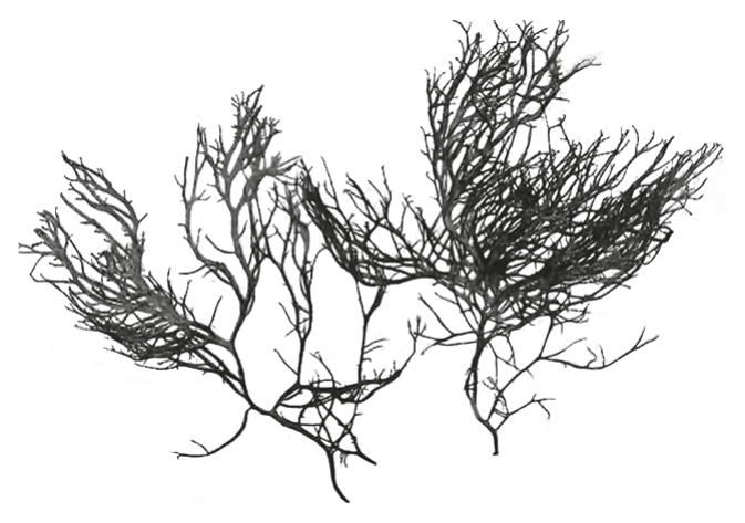 Gracilaria, a red alga