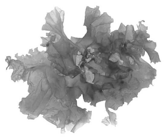 Ulva, a green alga